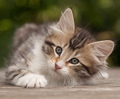 Marieth - 9 weeks old