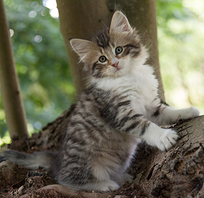 Marieth - 9 weeks old