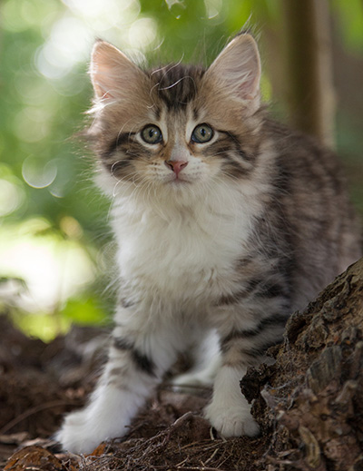 Marieth - 9 weeks old