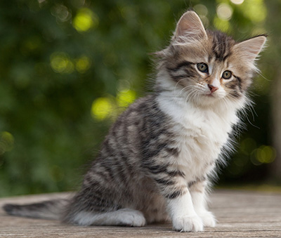 Marieth - 9 weeks old