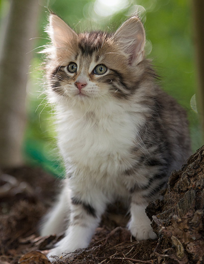 Marieth - 9 weeks old