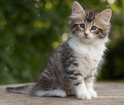Marieth - 9 weeks old