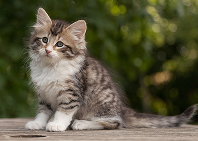 Marieth - 9 weeks old
