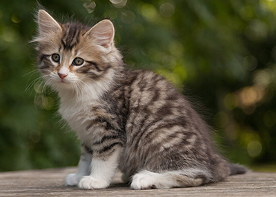 Marieth - 9 weeks old