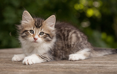 Marieth - 9 weeks old