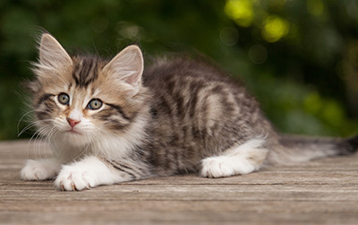 Marieth - 9 weeks old