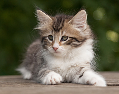 Marieth - 9 weeks old