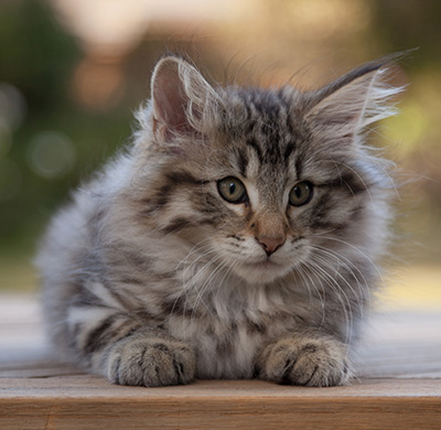 Marmaduke - 12 weeks old