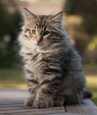 Marmaduke - 12 weeks old
