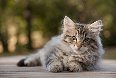 Marmaduke - 12 weeks old