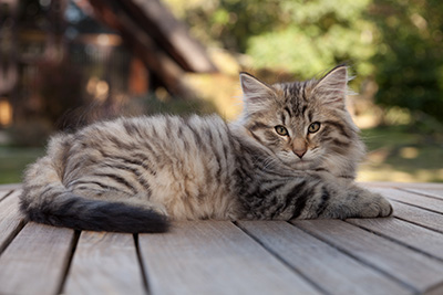 Marmaduke - 12 weeks old