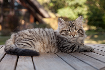 Marmaduke - 12 weeks old