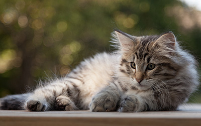 Marmaduke - 12 weeks old