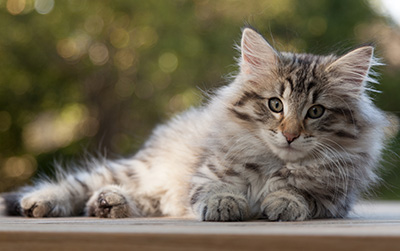 Marmaduke - 12 weeks old