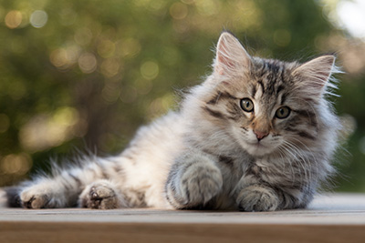 Marmaduke - 12 weeks old