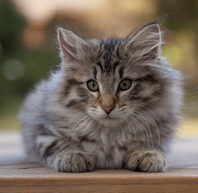 Marmaduke - 12 weeks old