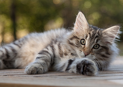 Marmaduke - 12 weeks old
