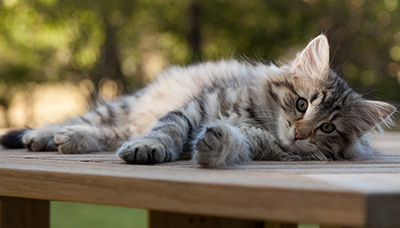 Marmaduke - 12 weeks old