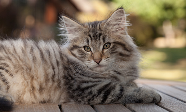 Marmaduke - 12 weeks old