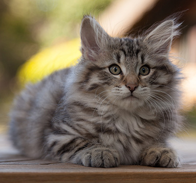 Marmaduke - 12 weeks old