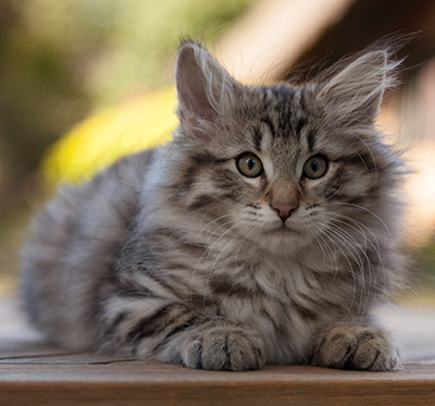 Marmaduke - 12 weeks old