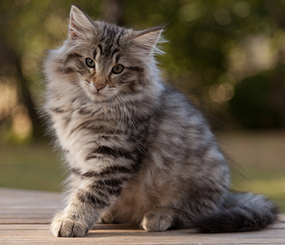 Marmaduke - 12 weeks old