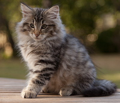 Marmaduke - 12 weeks old