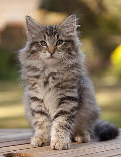 Marmaduke - 12 weeks old