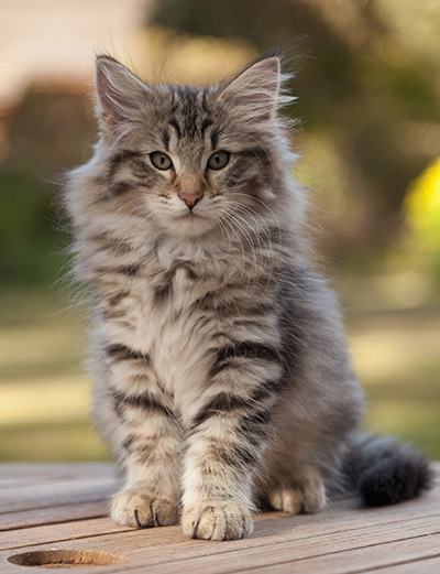 Marmaduke - 12 weeks old