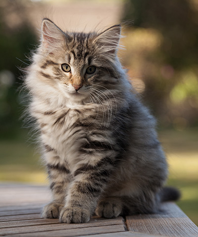 Marmaduke - 12 weeks old