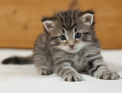 Marmaduke - 3 weeks old