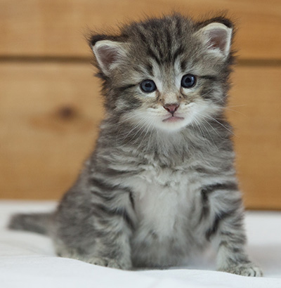 Marmaduke - 3 weeks old