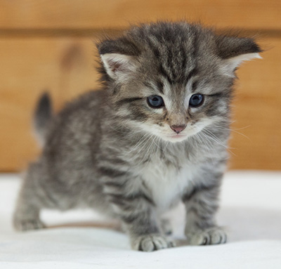 Marmaduke - 3 weeks old