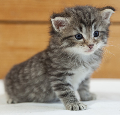 Marmaduke - 3 weeks old