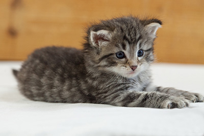 Marmaduke - 3 weeks old