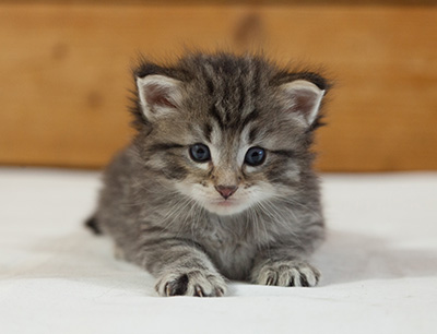 Marmaduke - 3 weeks old