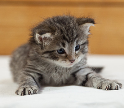 Marmaduke - 3 weeks old