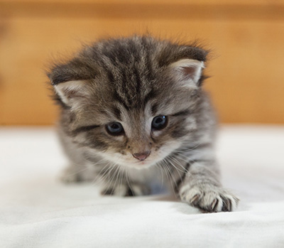 Marmaduke - 3 weeks old