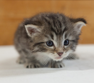 Marmaduke - 3 weeks old