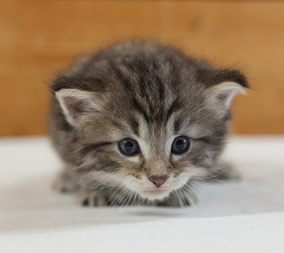 Marmaduke - 3 weeks old