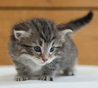 Marmaduke - 3 weeks old