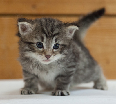 Marmaduke - 3 weeks old