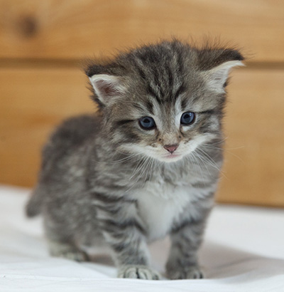 Marmaduke - 3 weeks old