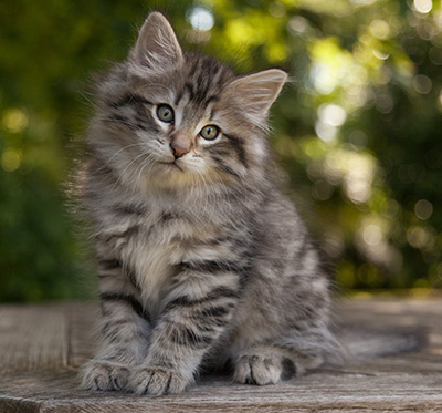 Marmaduke - 9 weeks old