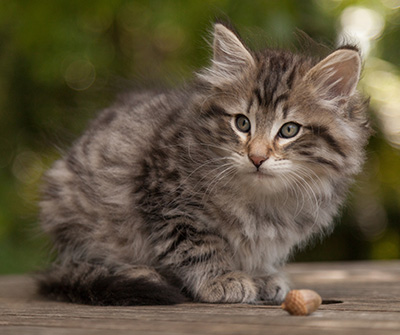 Marmaduke - 9 weeks old