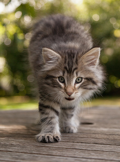 Marmaduke - 9 weeks old