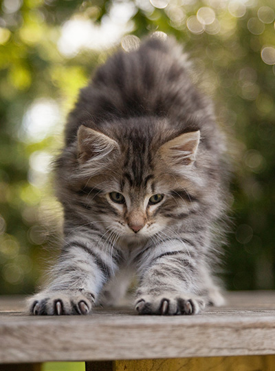 Marmaduke - 9 weeks old