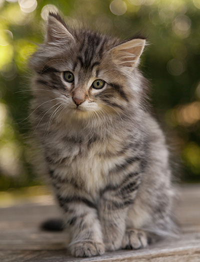 Marmaduke - 9 weeks old