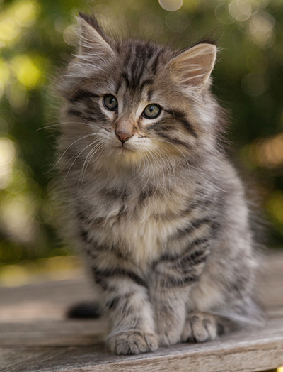 Marmaduke - 9 weeks old