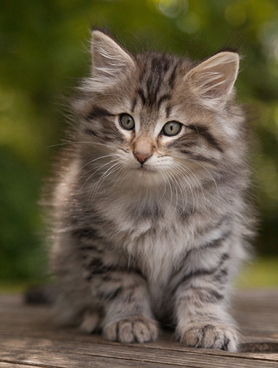 Marmaduke - 9 weeks old